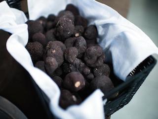 Truffes noires du Périgord