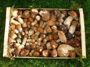 Cèpes et autres champignons